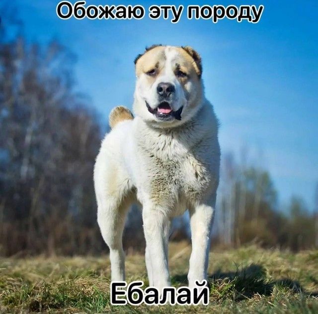 т