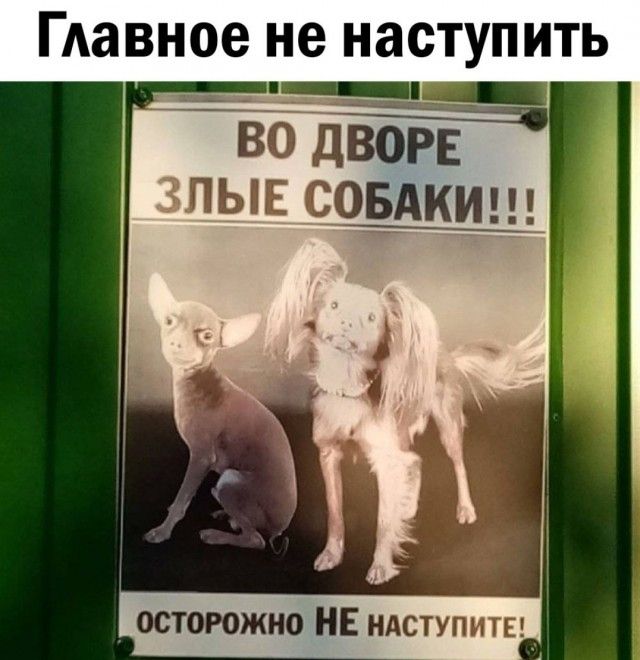 ГАавное не НЗСТУПИТЬ во дворв зпыв соЕАкиш осторожно НЕ ндступиш