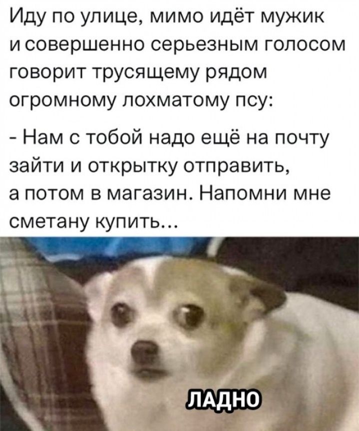 Иду по улице мимо идёт мужик и совершенно серьезным голосом говорит трусящему рядом огромному лохматому псу Нам с тобой надо ещё на почту зайти и открытку отправить а потом в магазин Напомни мне сметану купить