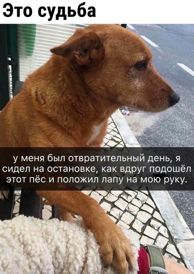 и А у меня был отвратительный день я сидел на остановке как вдруг подошёл этот пёс и положил лапу на мою рукут