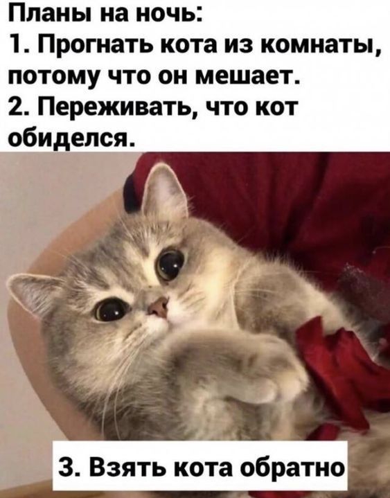 Планы на ночь Прогнать кота из комнаты потому что он мешает 2 Переживать что кот обиделся Г ча ч Ш