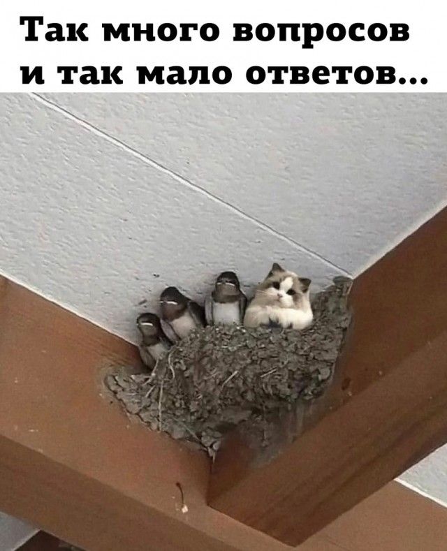 Так МНОГО ВОПРОСОВ И так мало ответов