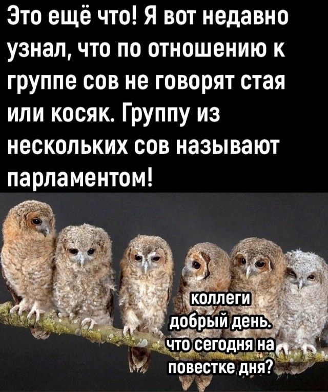 Это ещё что Я вот недавно узнал что по отношению к группе сов не говорят стая или косяк Группу из нескольких сов называют парламентом дп повесткедняд у