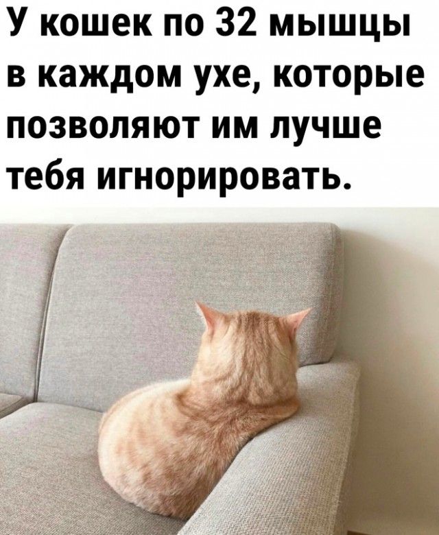 У кошек по 32 мышцы в каждом ухе которые позволяют им лучше тебя игнорировать