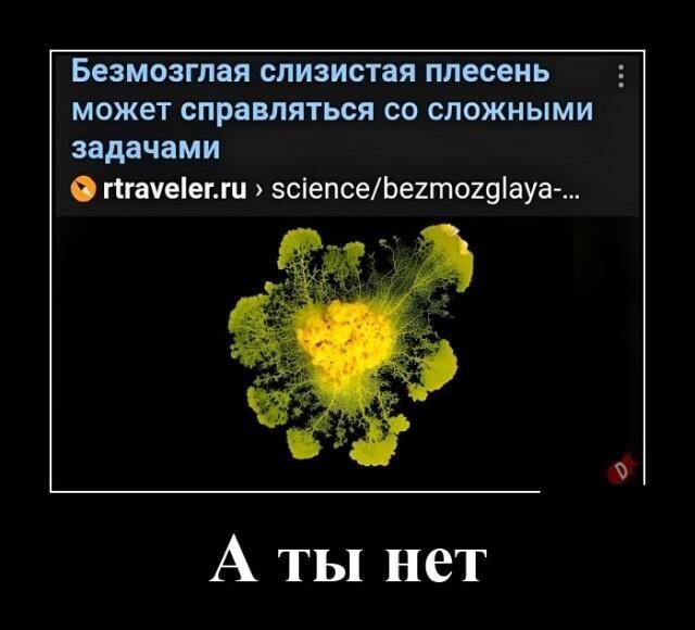БЕЗМОЗГЮЯ слизистая плесень может СПРВМЯТЬОЯ СО СЛОЖНЫМИ ядцчами Стачеіепш 5ігпсеЬе1то19ауа А ты нет