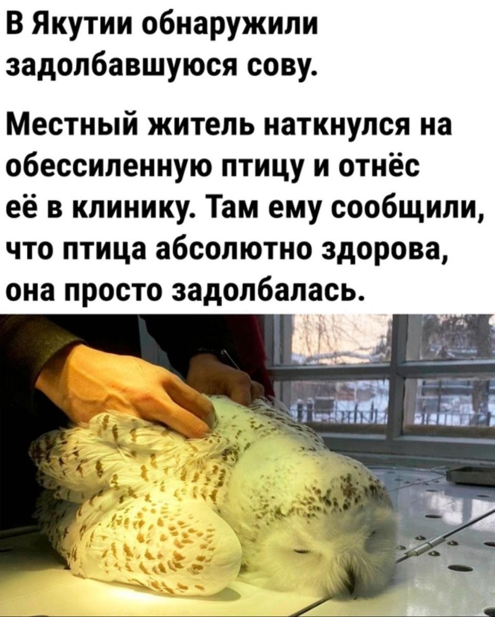 В Якутии обнаружили задолбавшуюся сову Местный житель наткнулся на обессиленную птицу и отнёс её в клинику Там ему сообщили что птица абсолютно здорова она просто задолбапась