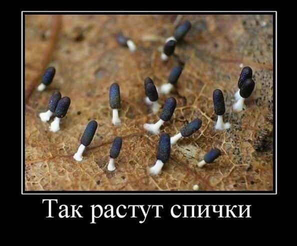 Так растут спички