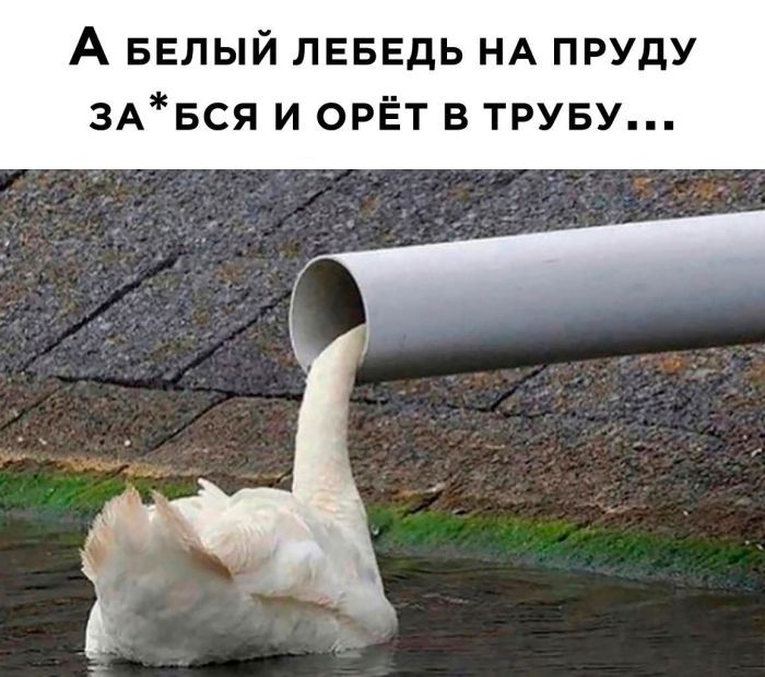 А БЕЛЫЙ лвввдь НА пруду 3А5ся и орЁт в труву
