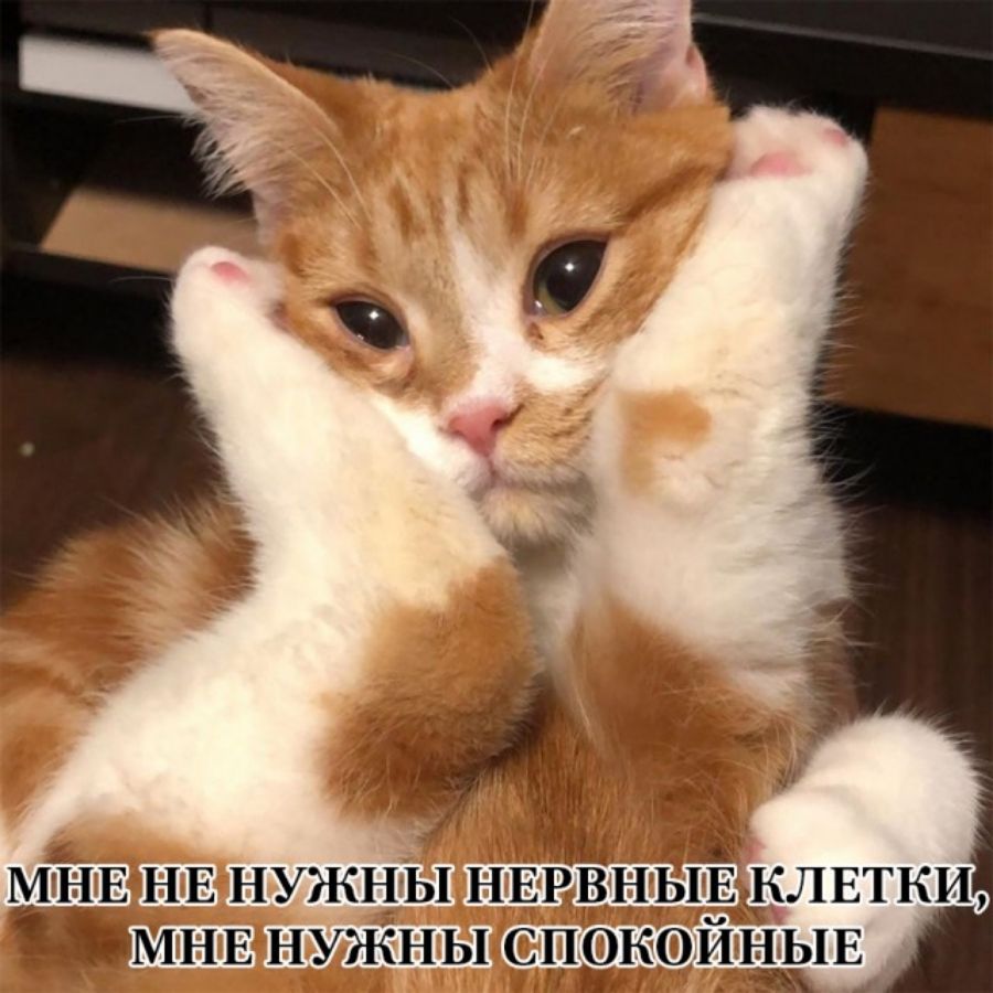и _ МНЕ НЕ НУЖНЫ НЕРВНЬ1ЕЛЕТКИ ЗМНЕ НУЖНЫ СПО ИЪЗЁПЕ