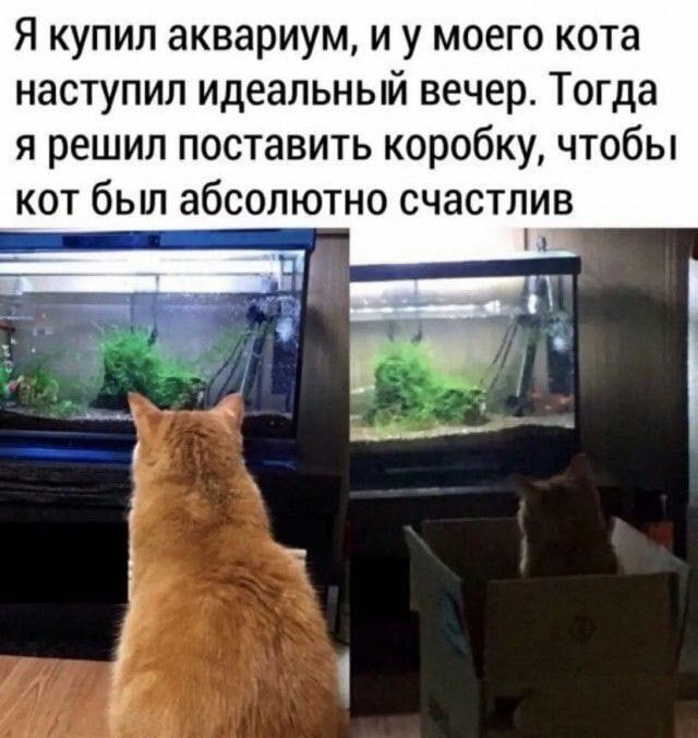 Я купил аквариум и у моего кота наступил идеальный вечер Тогда я решил поставить коробку чтобы кот бьш абсолютно счастлив