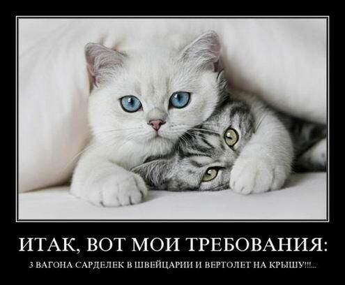 ИТАК ВОТ МОИ ТРЕБОВАНИЯ мгппм ггп ты ми шпгпп п ци пишу