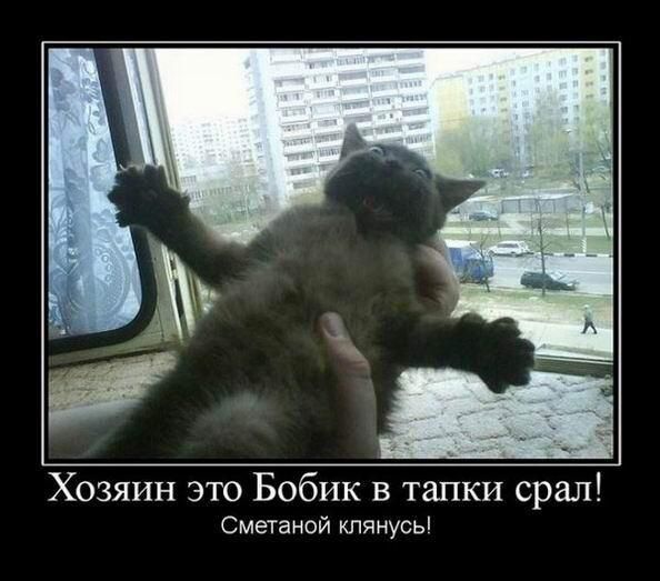 Хозяин это Бобик в тапки орал сметаной клянусы