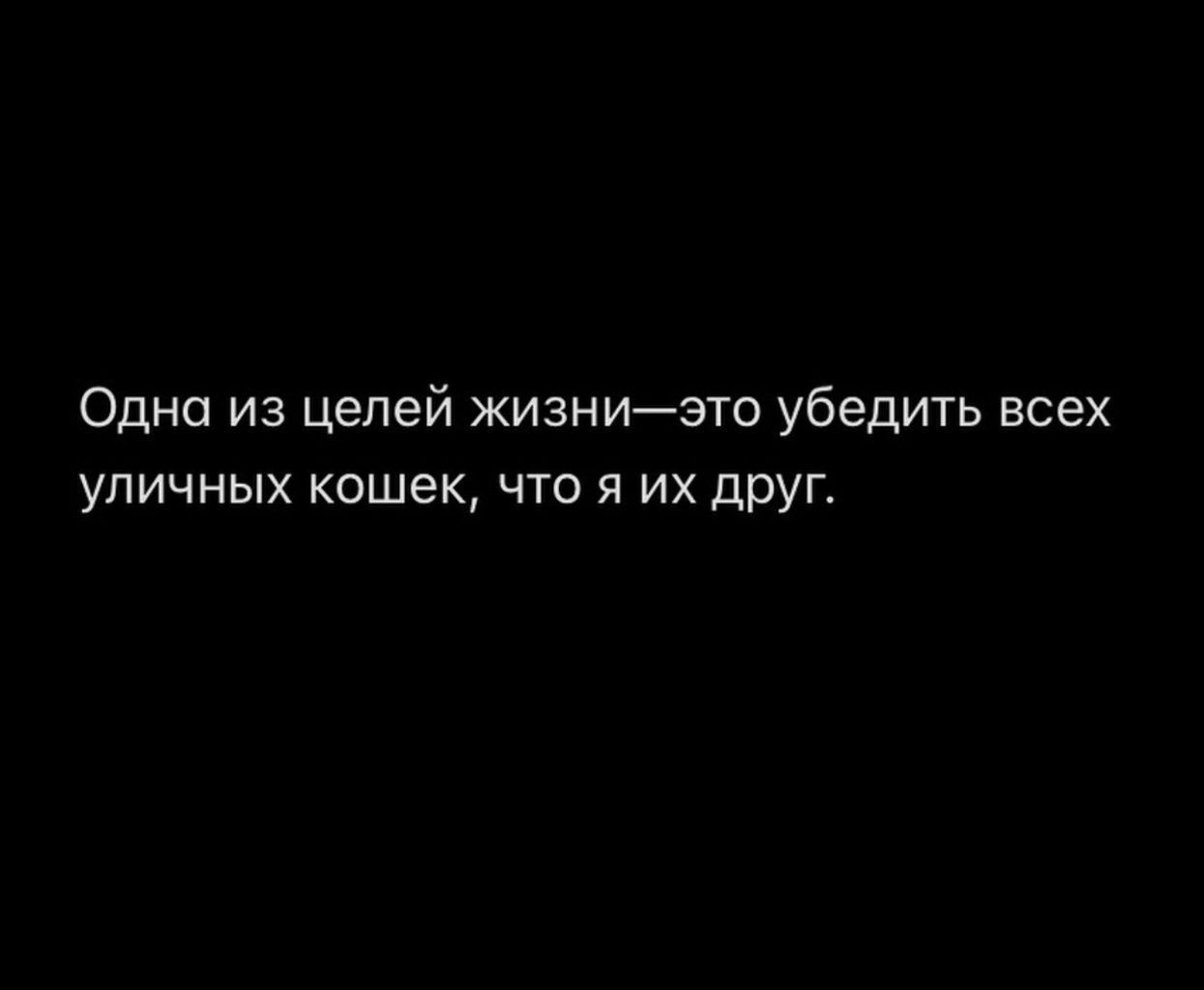 Одна из целей жизниэто убедить всех уличных кашек что я их друг