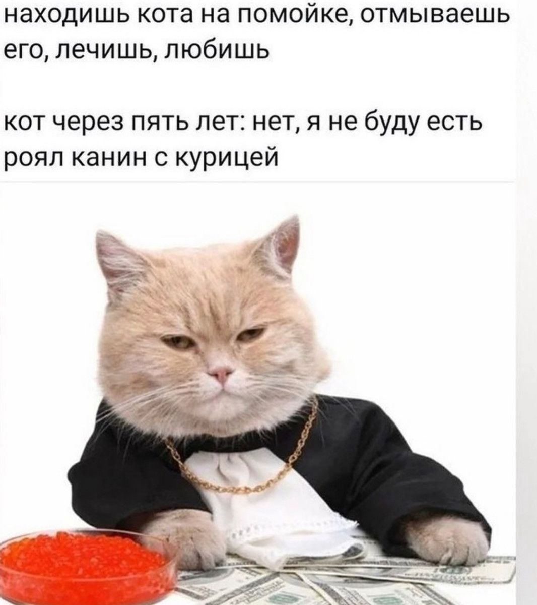 находишь кота на помойке отмываешь его лечишьпюбишь кот через пять лет нет я не буду есть роял канин с курицей