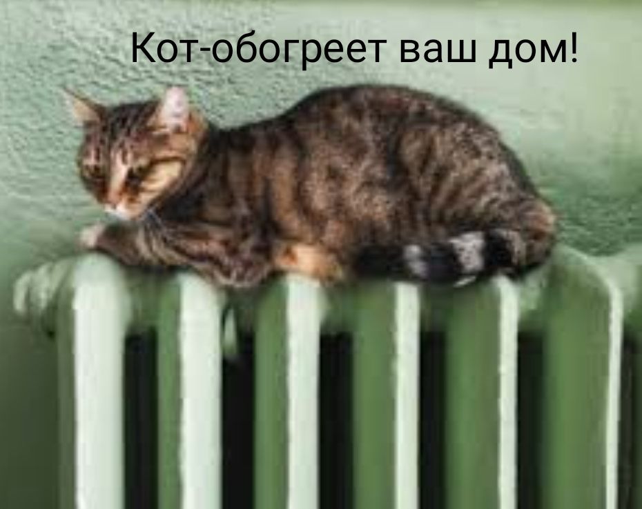 Кот богреет ваш дом