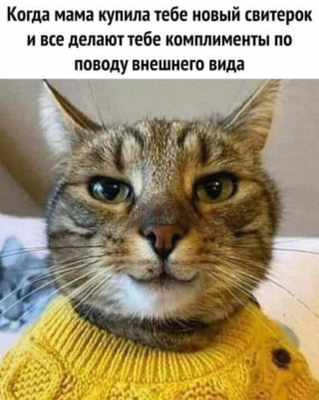Когда мама купила тебе новый свитерок и все делают тебе континенты по поводу внешнего вила