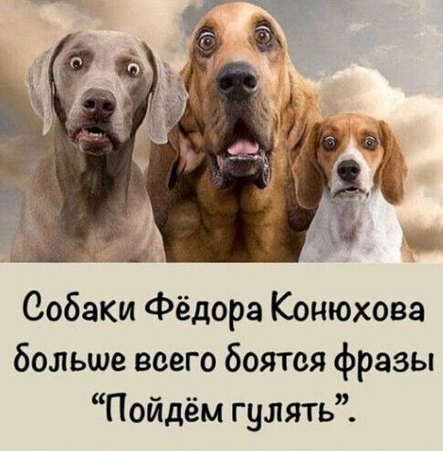 Собаки Фёдора Конюхова больше всего боятся фразы Пойдём гулять