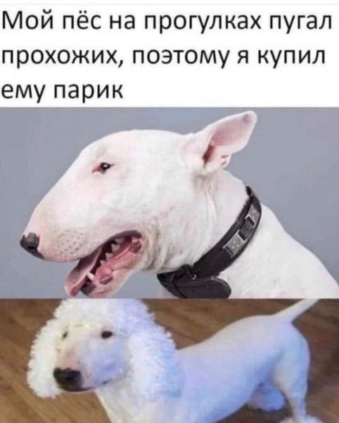 Мой пёс на прогулках пугал прохожих поэтому я купил ему парик