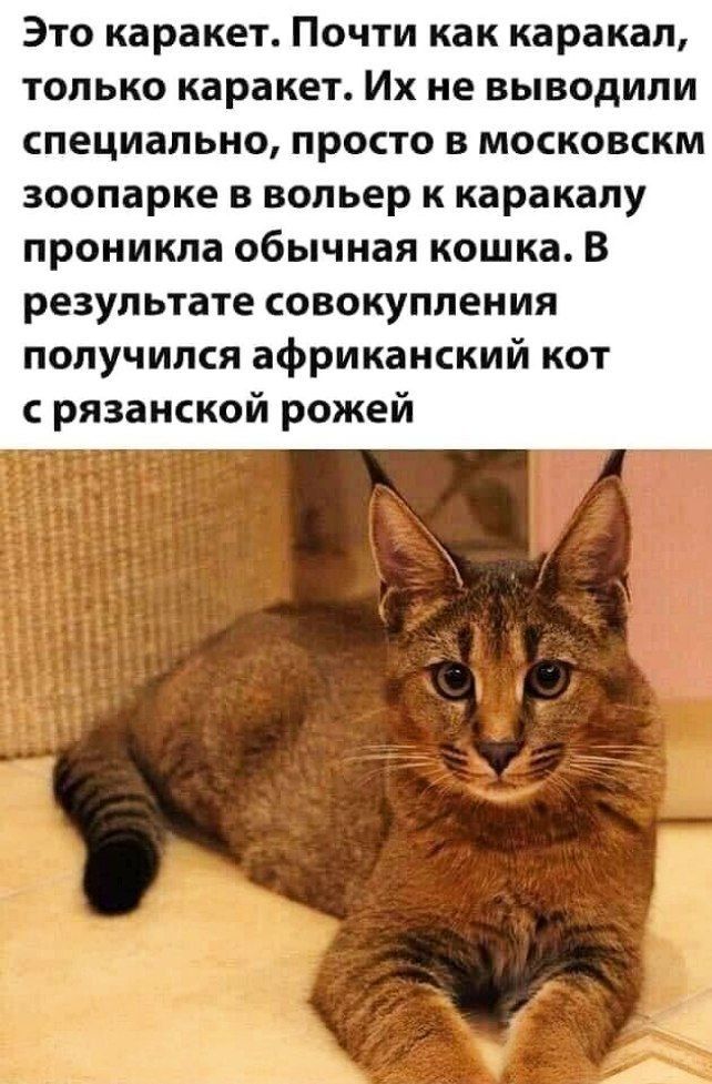 Это каракет Почти как каракап только каракет Их не выводили специально просто в московскм зоопарке в вольер к каракапу проникла обычная кошка В результате совокупления получился африканский кот рязанской рожей