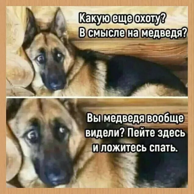 Какуюещетохотур Гсмысленамедведя