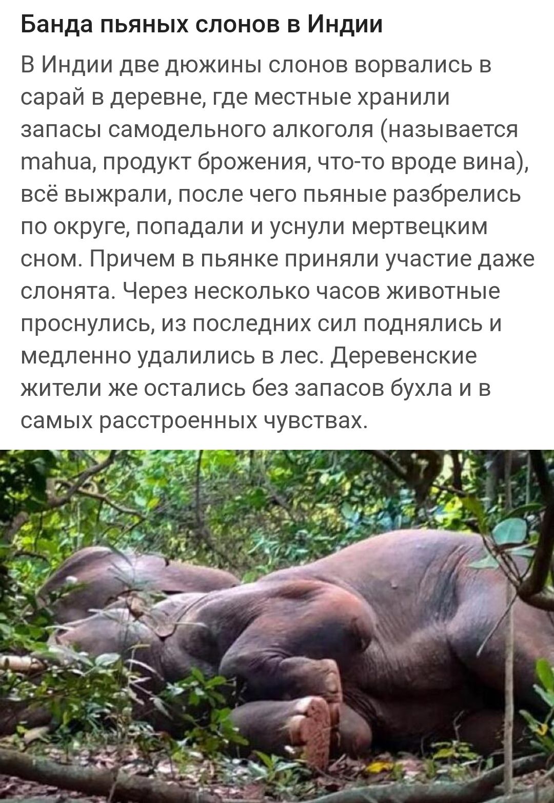 Банда пьяных слонов в Индии В Индии две дюжины слонов ворвались в сарай деревне где местные хранили запасы самодельного алкоголя называется танца продукт брожения чтогто вроде вина все выжрапи после его пьяные разбрелись по округе попадали и уснули мертвецким сном Причем в пьянке приняли участие даже спонята Через несколько часов животные проснулись из последних сил поднялись и медленно удалились 
