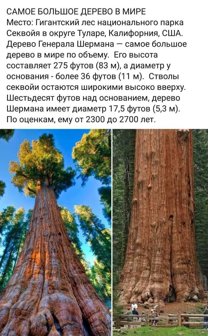 САМОЕ БОЛЬШОЕ дЕРЕВО В МИРЕ Место Гигантский пес национального парка Секеойп в округе Туларе Калифорния США дерево Генерала Шермана самое большое дерево в мире по объему Его высота составляет 275 Футов 83 м а диаметр у основания более 36 Футов 11 м Стволы секвойи остаются широкими высоко вверху Шестьдесят футов над основанием дерево Шермана имеет диаметр 175 футов 53 м По оценкам ему от 2300 до 27