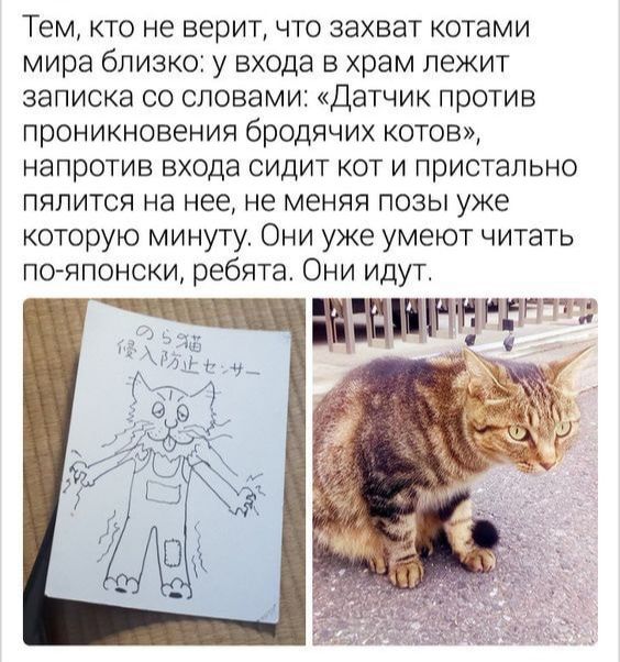 Тем кто не верит что захват котами мира близко у входа в храм лежит записка со словами Датчик против проникновения бродячих котов напротив входа сидит кот и пристально пялится на нее не меняя позы уже которую минуту Они уже умеют читать по ппонски ребята Они идут нации итп