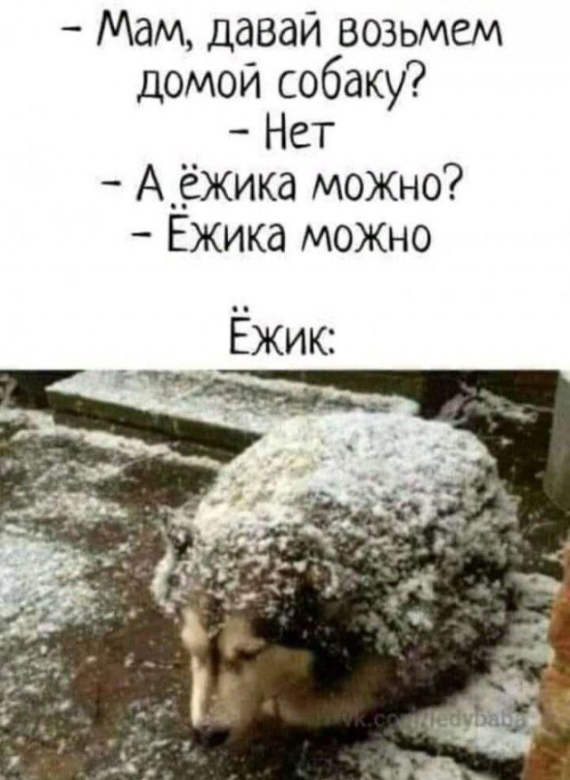Мам давай возьмем домой собаку Нет А_ёжика можно Ежика МОЖНО Ёжик