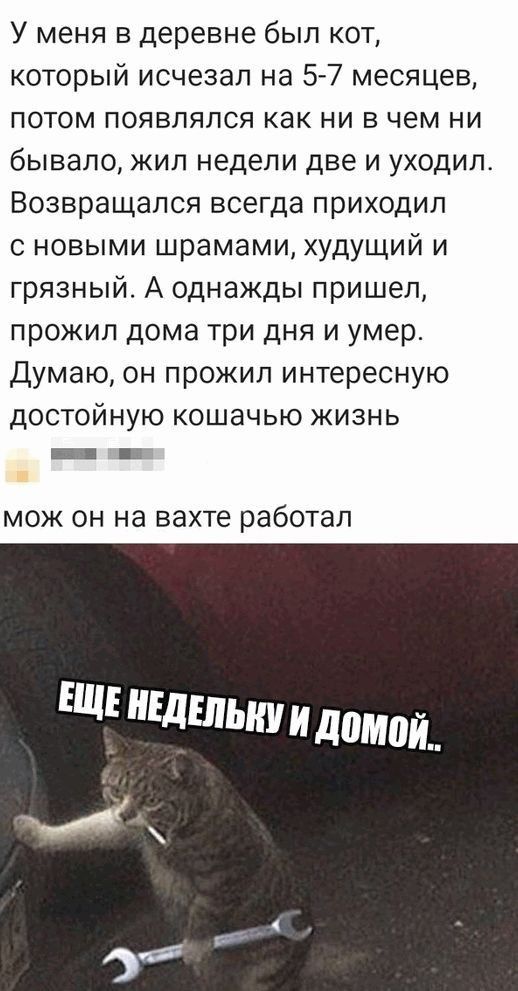 У меня в деревне был от который исчезал на 5 7 месяцев потом появлялся как ни в чем ни бывало жил недели две и уходил Возвращался всегда приходил новыми шрамами худущий и грязный А однажды пришел прожил дома три дня и умер Думаю он прожил интересную достойную кошачью жизнь МОЖ ОН на вахте работал ЕЩЕ НЕДЕЛИ и д0М0Й х