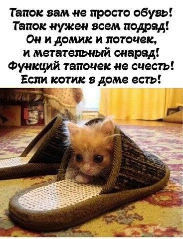 Танок вам не просто обувь Танок нужен всем подряд Он и домик и деточек и метатешсый снаряд Функций тапочек не счесть Если котик в доме есть