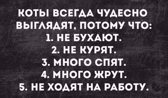 КОТЫ ВСЕГДА ЧУДЕСНО ВЫГЛЯДЯТ ПОТОМУ ЧТО 1 НЕ БУХАЮТ 2 НЕ КУРЯТ 5 МНОГО СПЯТ 4 МНОГО ЖРУТ 5 НЕ ХОДЯТ НА РАБОТУ