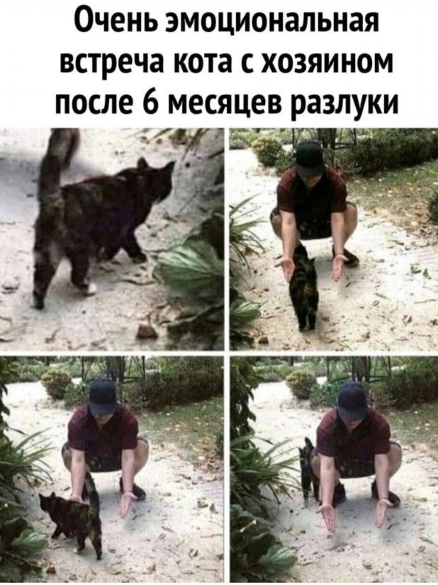 Очень эмоциональная встреча кота с хозяином после 6 месяцах разлуки