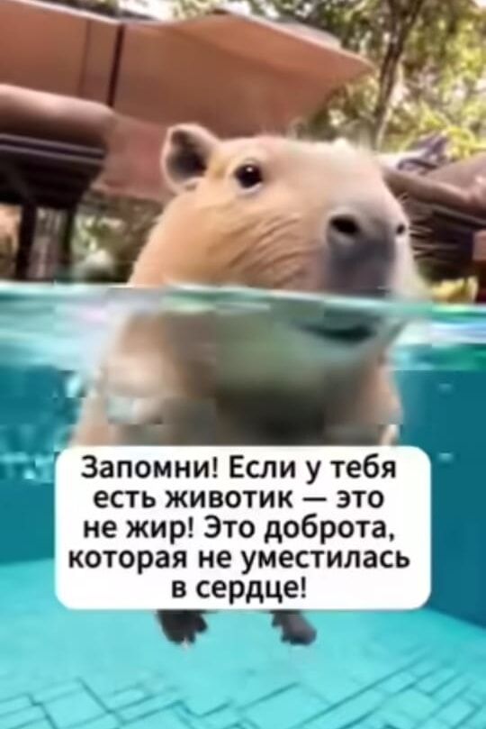 Запомни! Если у тебя есть животик — это не жир! Это доброта, которая не уместилась в сердце!