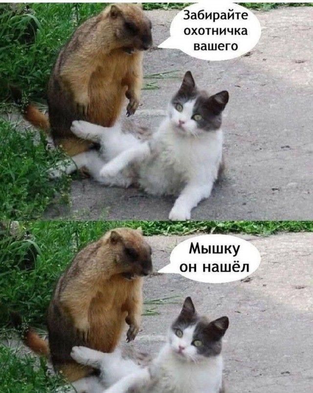 Забирайте охотничка вашего
Мышку он нашёл
