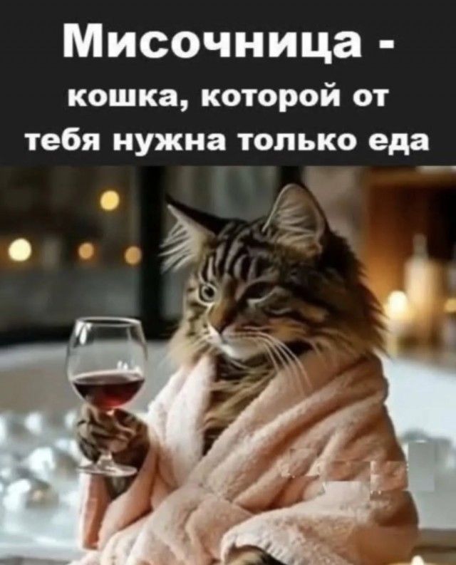 Мисочница - кошка, которой от тебя нужна только еда