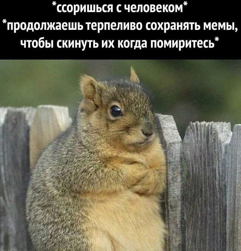 ссоришься человеком продолжаешь терпеливо сохранять мемы чтобы скинуть их когда помиритесь