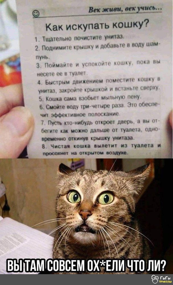 _тщжгущ ц Как искупать кошку Тшакгчыш шипит уни Подииии м м х инт ш А ь т А и ъ Си и тп иііупъ пирсе и ш а о шш оц му их в чис наши и пп хил општ нц вы ТАМ сЁіВсдм цхтвлддто пм ён