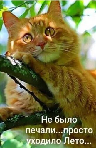 Не было печалипросто ето