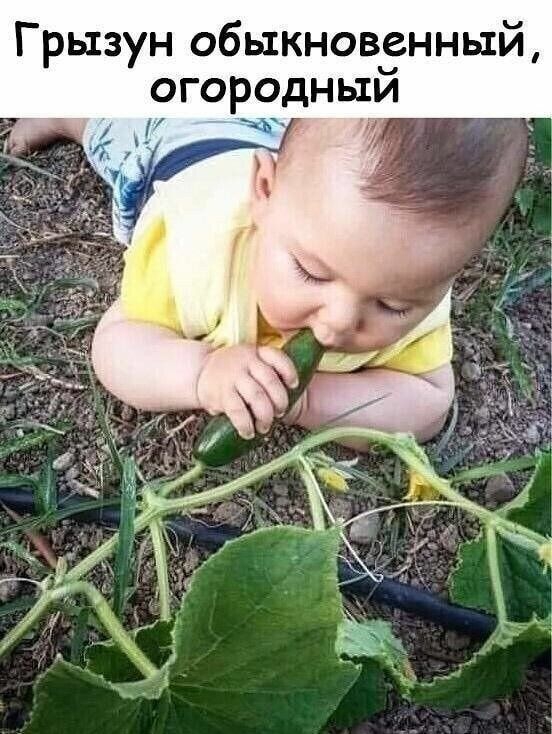 Грызун обыкновенный огородныи