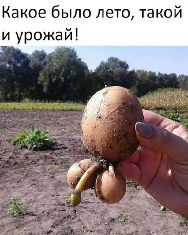 Какое было лето такой и урожай