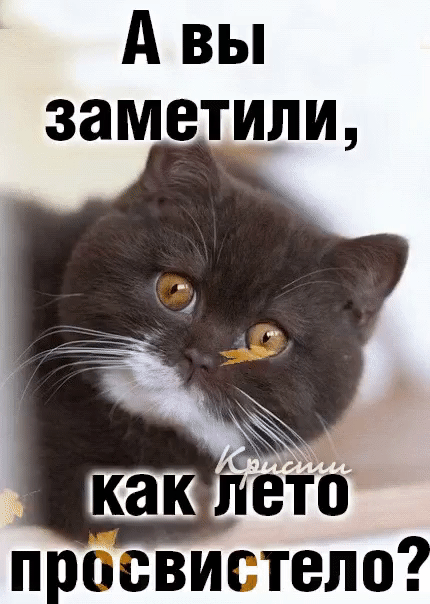 вьп заметили присвигтело