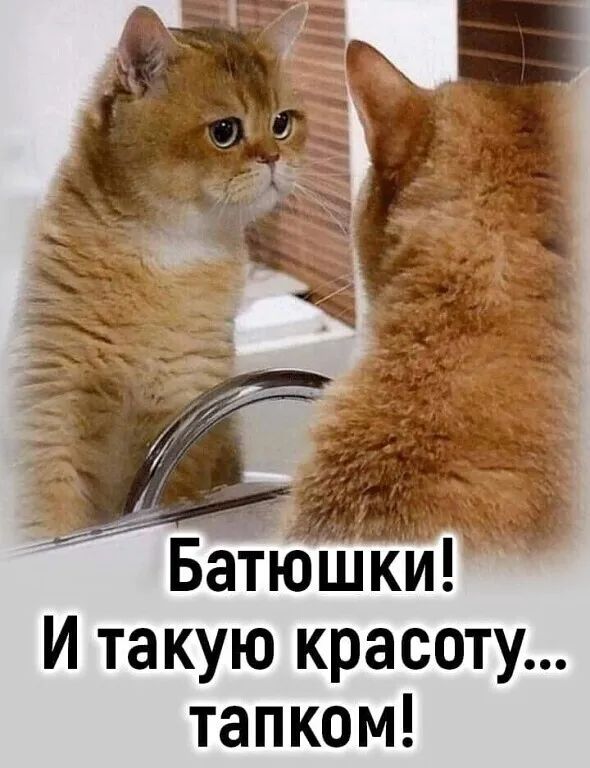 Батюшкиг И такую красоту тапком