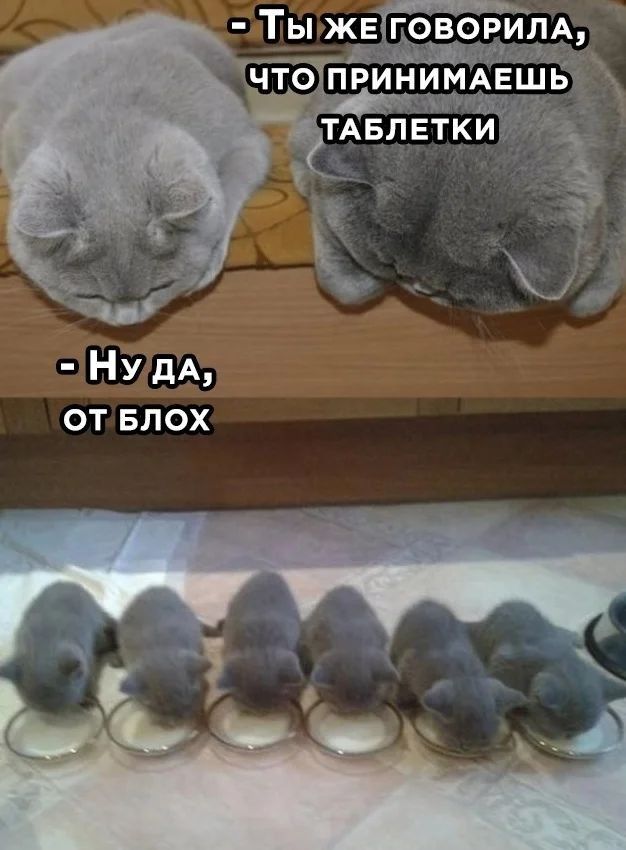 Ну дА от Блох