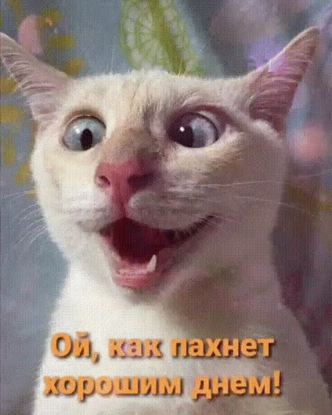 053 м хнет шръщлы
