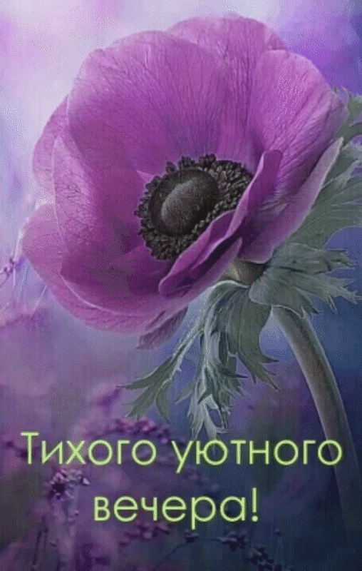 Тиіюго уётного вечера