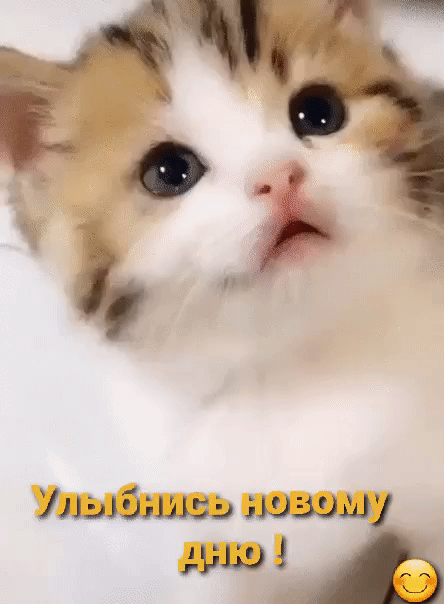 О _ Улыйшшь мидии 9139 1