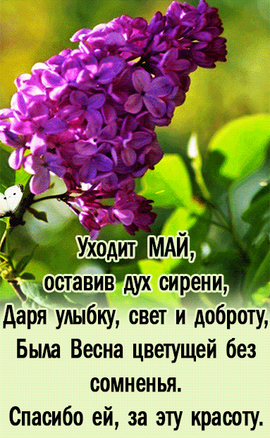 Уходит МАЙ, оставив дух сирени, Даря улыбку, свет и доброту, Была Весна цветущей без сомнения. Спасибо ей, за эту красоту.
