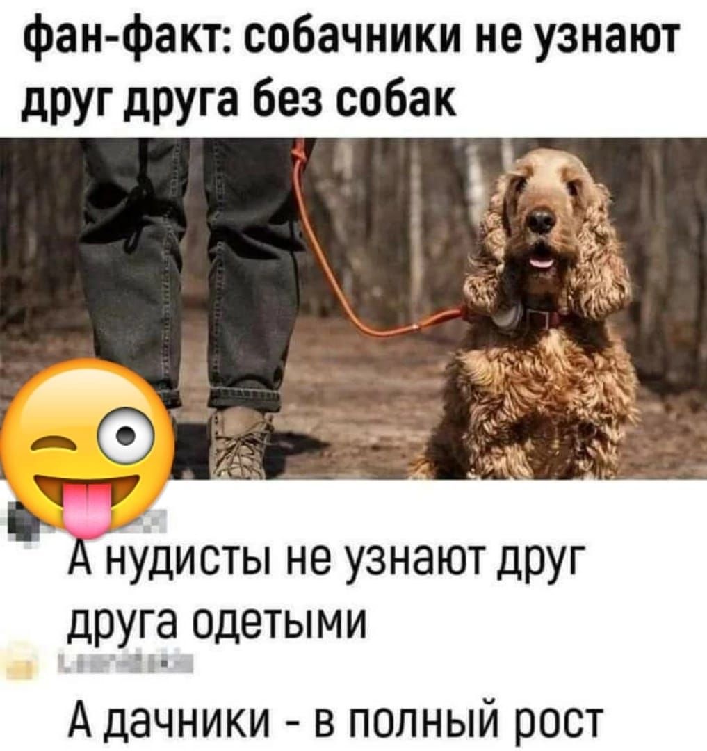фан факт собачиики не узнают друг друга Без собак А н1дисты не узнают друг дру_га одетыми А дачники в полный рост