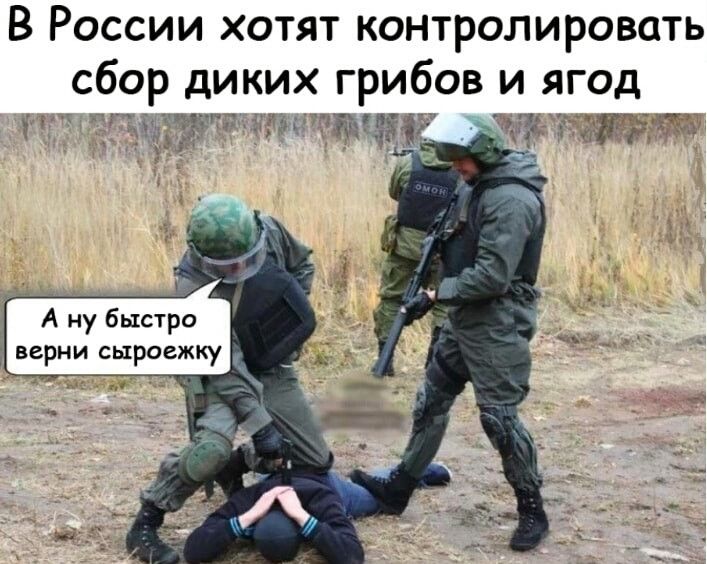 В России хотят контролировать сбор диких грибов и ягод Я А у быстро верни сыроежку