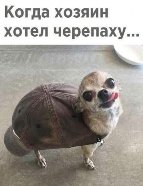 Когда хозяин хотел черепаху
